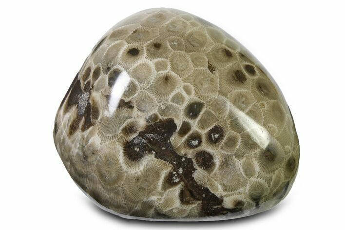 Polished Petoskey Stone (Fossil Coral) - Michigan #322877